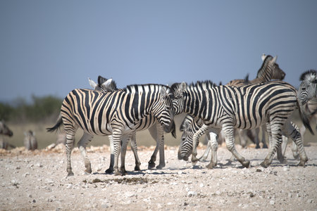 Zebras in the Etosha National Park, Namibiaの写真素材