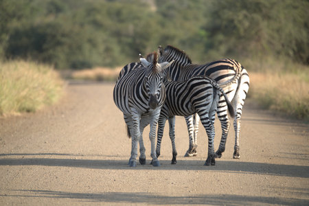 Zebras in the Moremi Game Reserve (Okavango River Delta), National Park, Botswanaの写真素材