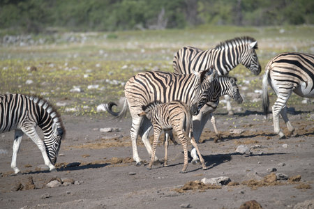Zebras in the Etosha National Park, Namibiaの写真素材