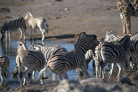 Group of zebras drinking at waterhole in Etosha National Park, Namibiaの写真素材