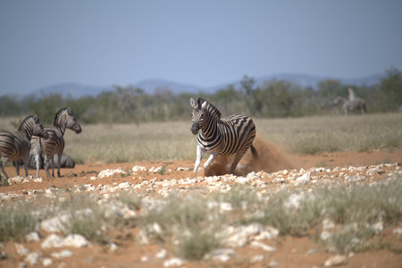 Plains zebra - Equus quagga burchelliiの写真素材