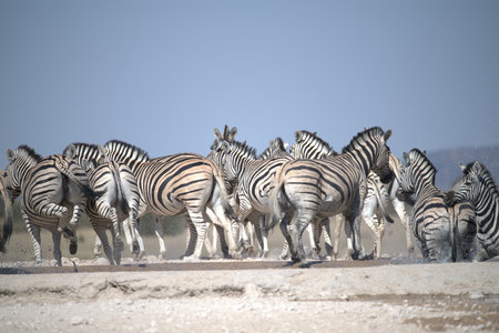 Zebras in the Etosha National Park, Namibiaの写真素材