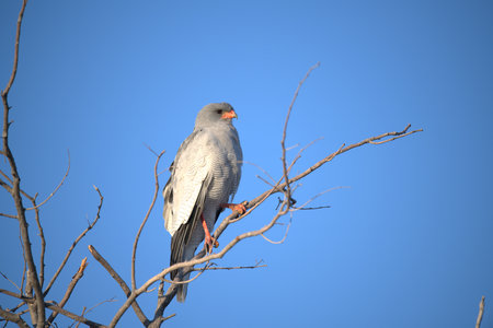 Goshawk, Accipiter gentles, single bird on branch, South Africaの写真素材