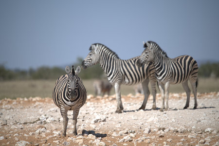 Zebras in the Etosha National Park, Namibiaの写真素材