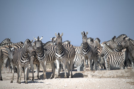 Herd of zebras in the Etosha National Park, Namibiaの写真素材