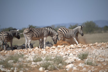 Zebras in the Etosha National Park, Namibiaの写真素材