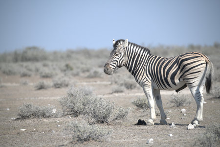 Plains zebra in Etosha National Park, Namibiaの写真素材