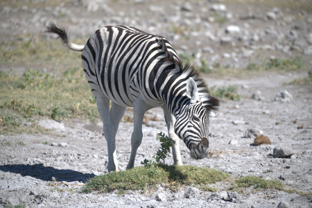 Zebra eating grass in Etosha National Park, Namibiaの写真素材