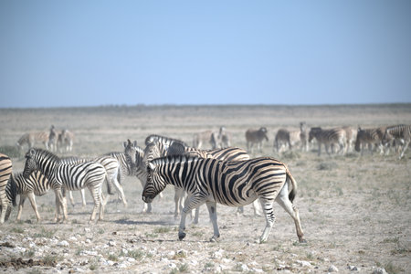 Zebras in the Etosha National Park in Namibiaの写真素材