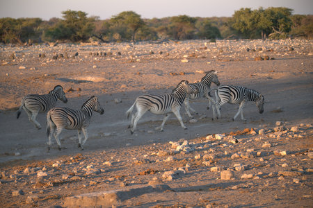 Herd of zebras in the Etosha National Park, Namibiaの写真素材