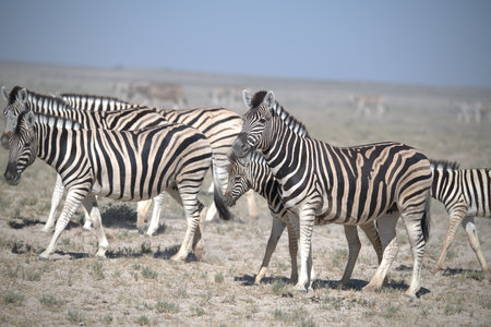Zebras in the Etosha National Park, Namibiaの写真素材