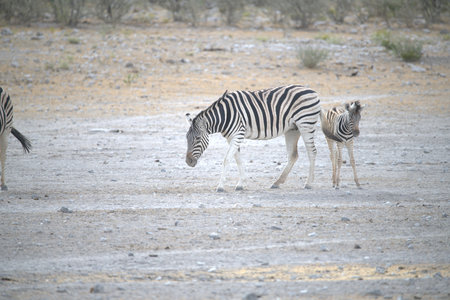 Plains zebra (Equus quagga) in Etosha National Park, Namibiaの写真素材