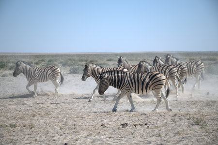 Zebras in the Etosha National Park, Namibiaの写真素材