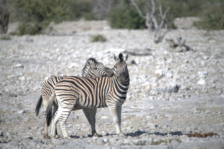Plains zebra in Etosha National Park, Namibiaの写真素材