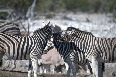 Zebras in the Etosha National Park, Namibiaの写真素材