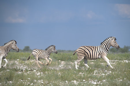 Zebras in the Chobe National Park, Botswana, Africaの写真素材