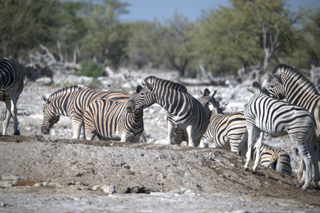 Plains zebra in Etosha National Park, Namibiaの写真素材