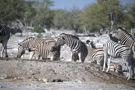 Zebras in the Etosha National Parkの写真素材