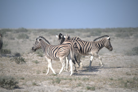 Zebras in the Etosha National Park, Namibia.の写真素材