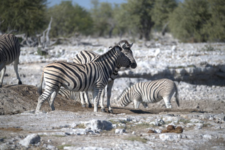 Zebras in the Etosha National Park, Namibiaの写真素材