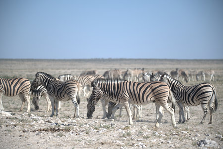 Herd of zebras in Etosha National Park, Namibiaの写真素材