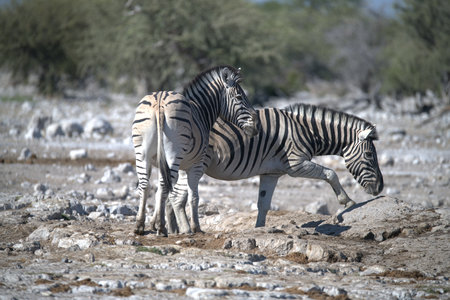 Zebras in the Etosha National Park, Namibiaの写真素材