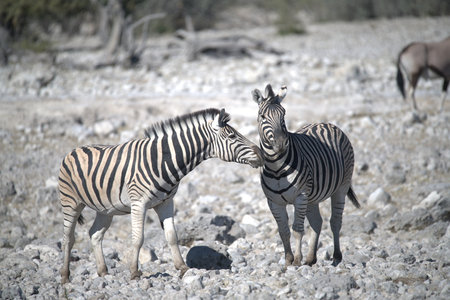 Zebras in the Etosha National Park, Namibiaの写真素材