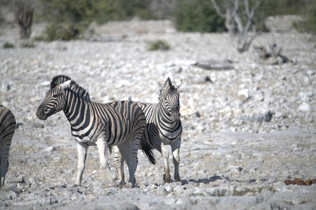 Zebras in the Etosha National Park, Namibiaの写真素材