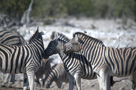 Zebras in the Etosha National Park, Namibiaの写真素材