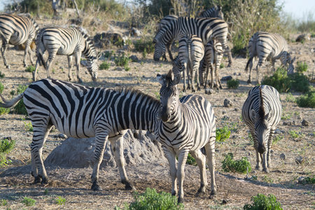 Plains zebra (Equus quagga) in Etosha National Park, Namibiaの写真素材
