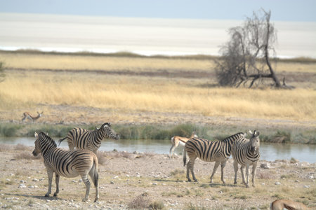 Zebras in the Etosha National Park, Namibiaの写真素材