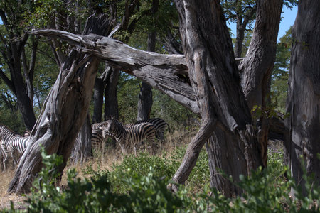Plains zebra in the Okavango Delta - Moremi National Park in Botswanaの写真素材