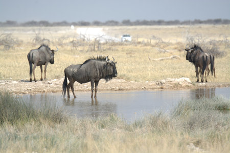 Blue wildebeest at a waterhole in Etosha National Park, Namibiaの写真素材