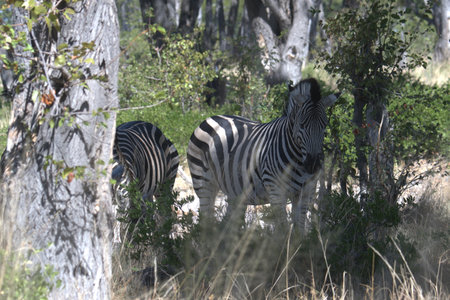 Zebra in the Okavango Delta - Moremi National Park in Botswanaの写真素材