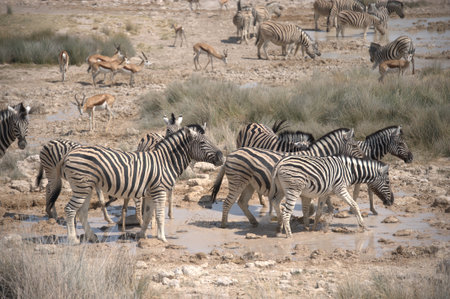 Zebras at a waterhole in Etosha National Park, Namibiaの写真素材