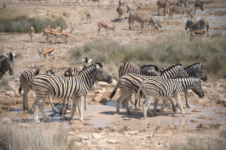 Zebras drinking at a waterhole in Etosha National Park, Namibiaの写真素材