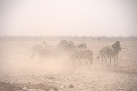 Zebras in the mist at the Okavango Delta - Moremi National Park in Botswanaの写真素材