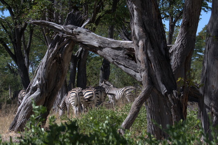 Zebras in the Okavango Delta - Moremi National Park in Botswanaの写真素材