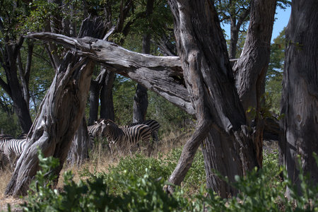 Zebra in the Okavango Delta - Moremi National Park in Botswanaの写真素材
