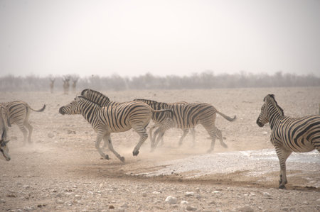 Burchell's zebras, Equus quagga burchellii, running in fog, Etosha National Park, Namibiaの写真素材
