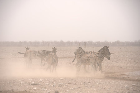 Wild zebras in the savanna of Etosha National Park in Namibiaの写真素材