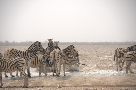 Zebras in the Etosha National Park, Namibiaの写真素材