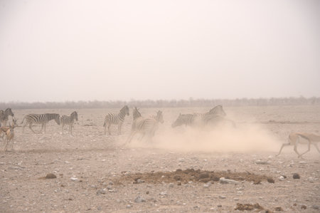 Herd of zebras in the Etosha National Park, Namibiaの写真素材