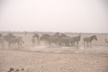 Herd of zebras in the Etosha National Park, Namibiaの写真素材