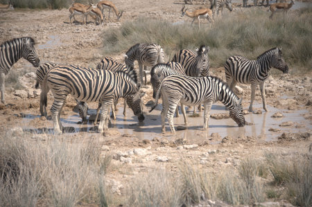 Zebras drinking at a waterhole in Etosha National Park, Namibiaの写真素材