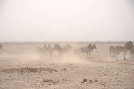 Herd of zebras walking in the mist, Etosha National Park, Namibiaの写真素材