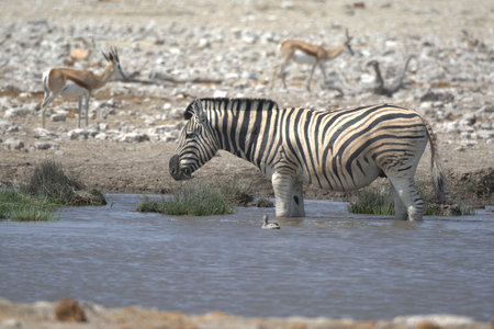 Plains zebra, Equus quagga, single mammal at waterhole, Etosha National Park, Namibiaの写真素材