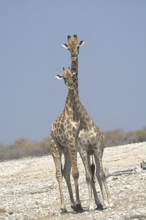 Giraffes in the Etosha National Park, Namibiaの写真素材