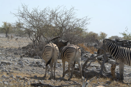 Plains zebra in Etosha National Park, Namibiaの写真素材