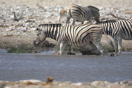 Zebras drinking at a waterhole in Etosha National Park, Namibiaの写真素材